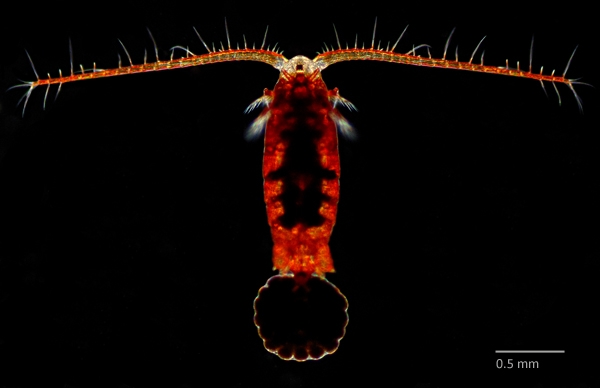 Photo of Leptodiaptomus tyrrelli by Ian Gardiner